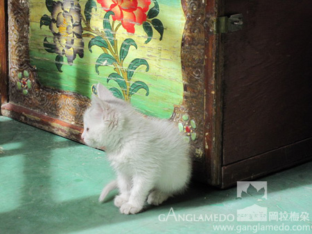 the kitty of GANGLAMEDO